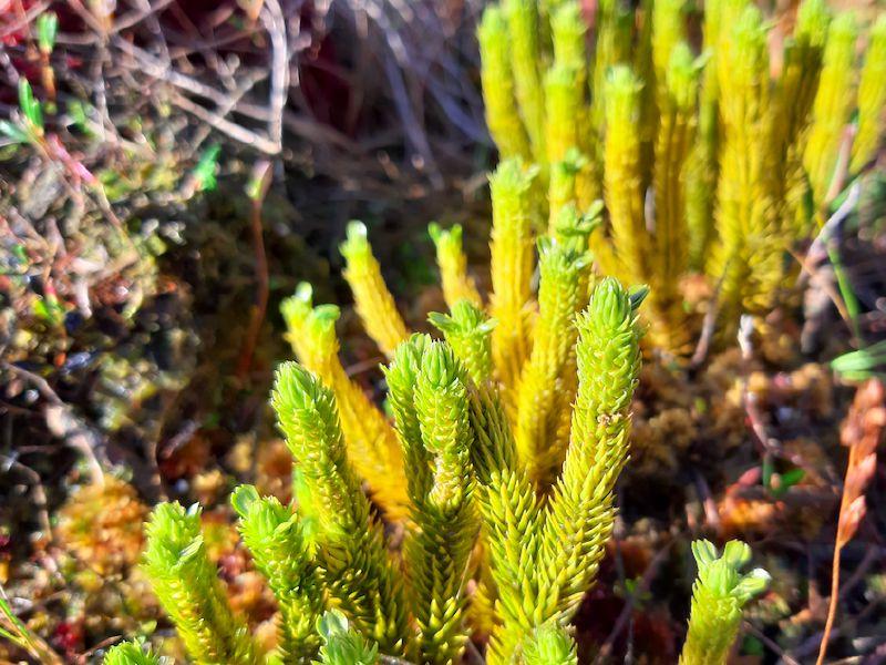 KILDARE WILDLIFE WATCH: A rare clubmoss spied on Girley Bog