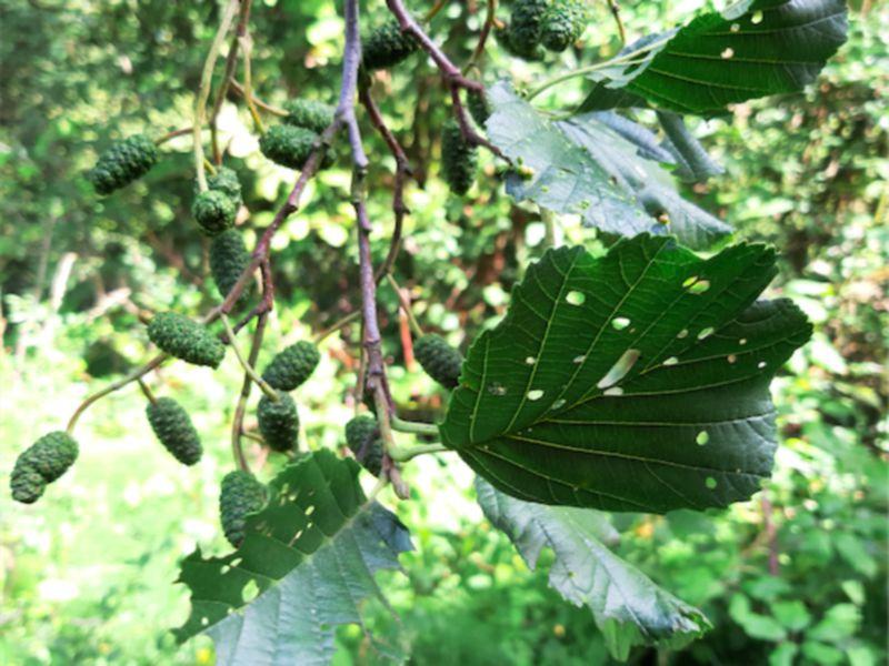 KILDARE WILDLIFE WATCH: Alders: the electric guitar heroes
