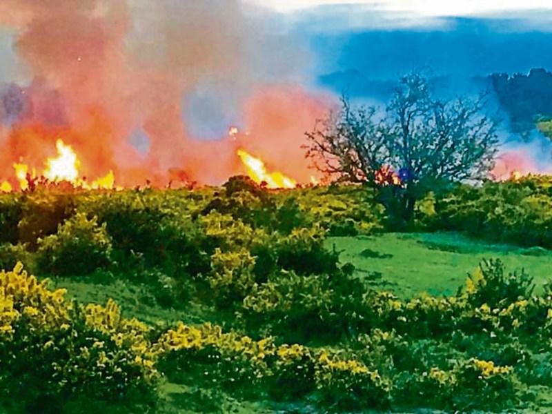 Warning about gorse fires in Kildare due to dry conditions