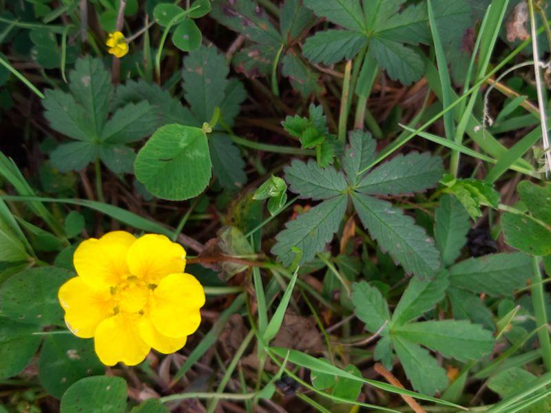 Kildare Wildlife Watch: Love potion wildflower brings a splash of colour to the hedgerows