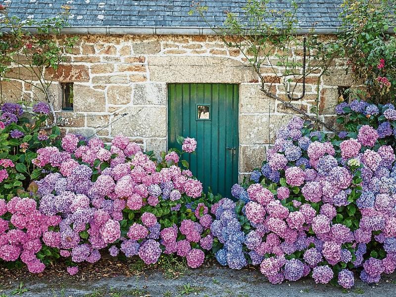 Gardening: A new lease of life for the old favourite hydrangea