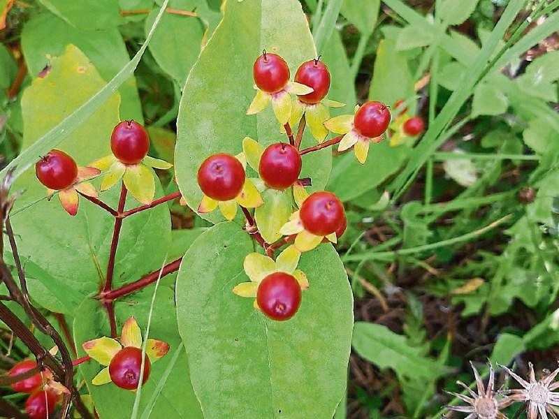 County Kildare wildlife habitats must be protected
