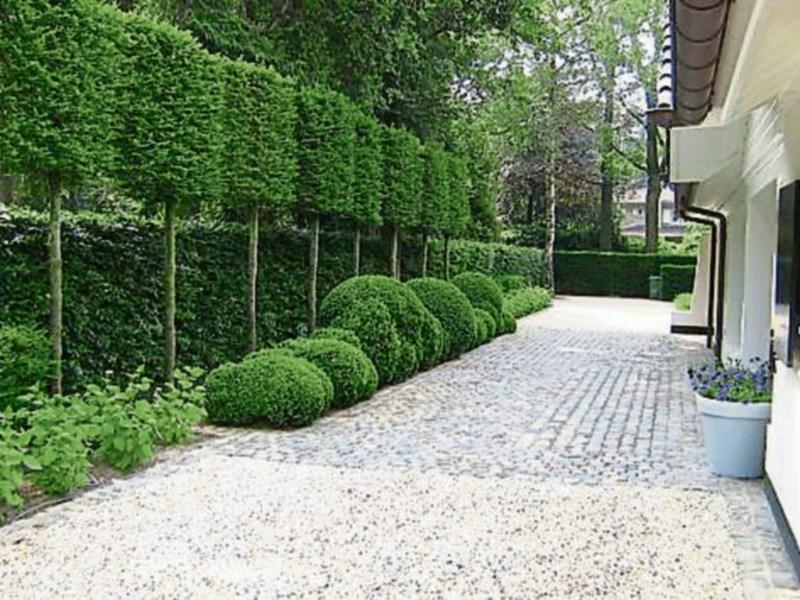 Gardening Using trees to create privacy outdoors Kildare Live