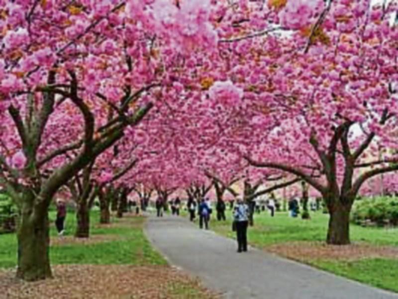 Gardening: Choose trees to add magical light and shade to your garden