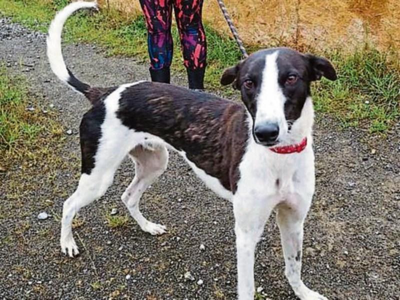 KWWSPCA advice What to do if you find a stray dog Kildare Live