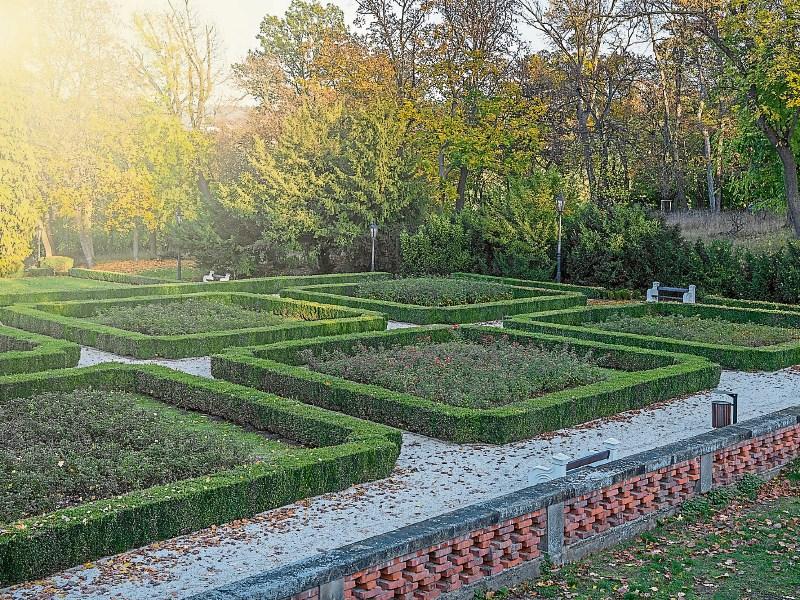 Gardening column: Boxing clever with hedges