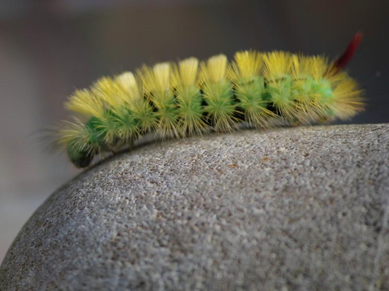 Kildare Wildlife Watch: The metamorphosis of the pale tussock moth