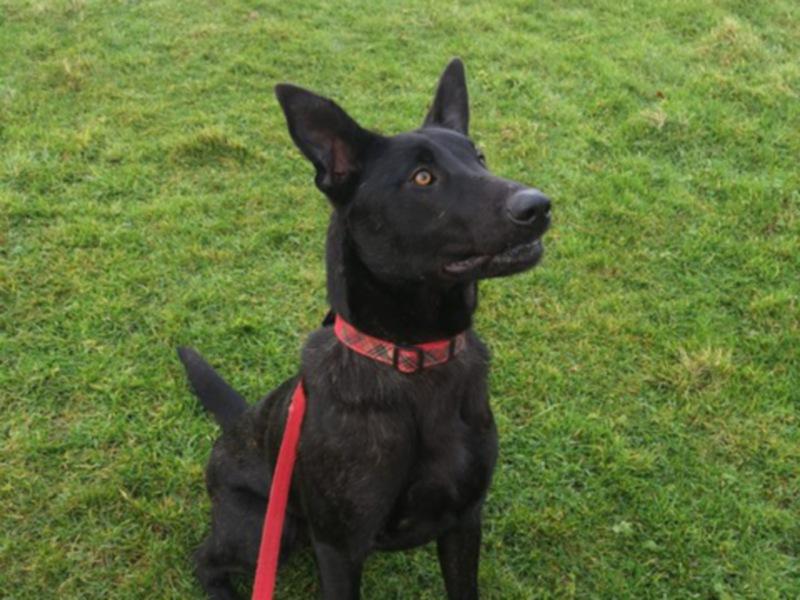 KWWSPCA: A busy start to 2021 at our Athgarvan shelter