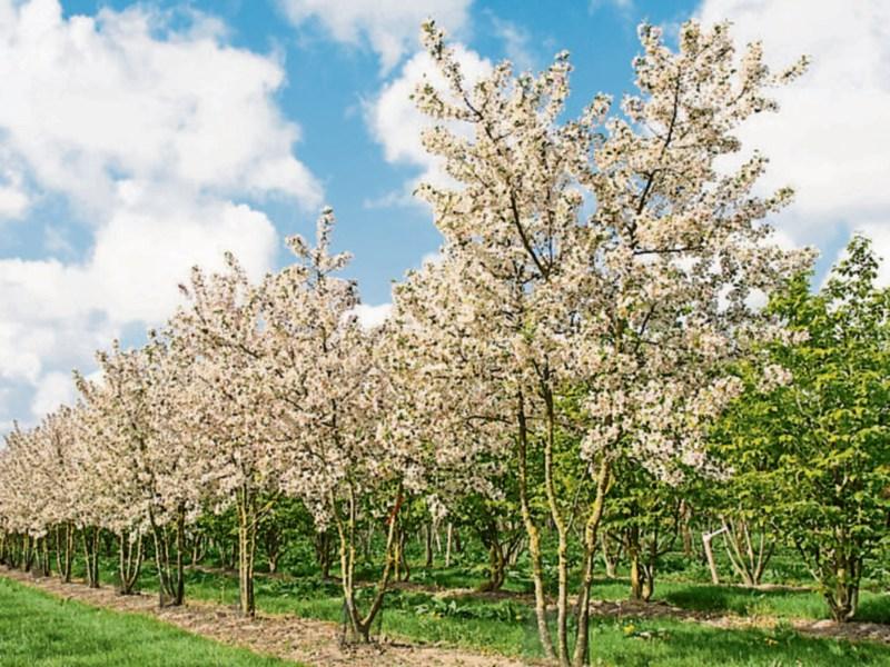 Gardening: Choose the right mature trees for your garden