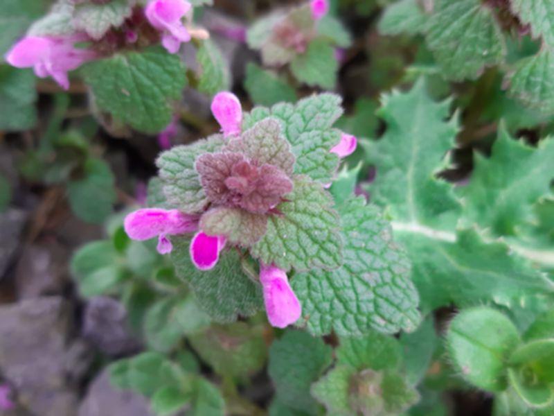 Kildare's Wildlife Watch: Red or dead — a native nettle without a sting