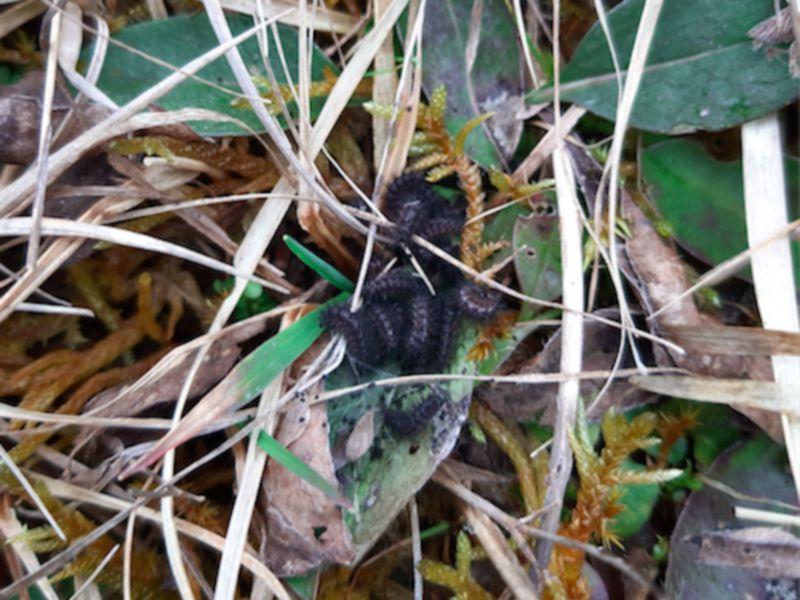 Kildare's Wildlife Watch: Have you seen the Marsh Fritillary this year?