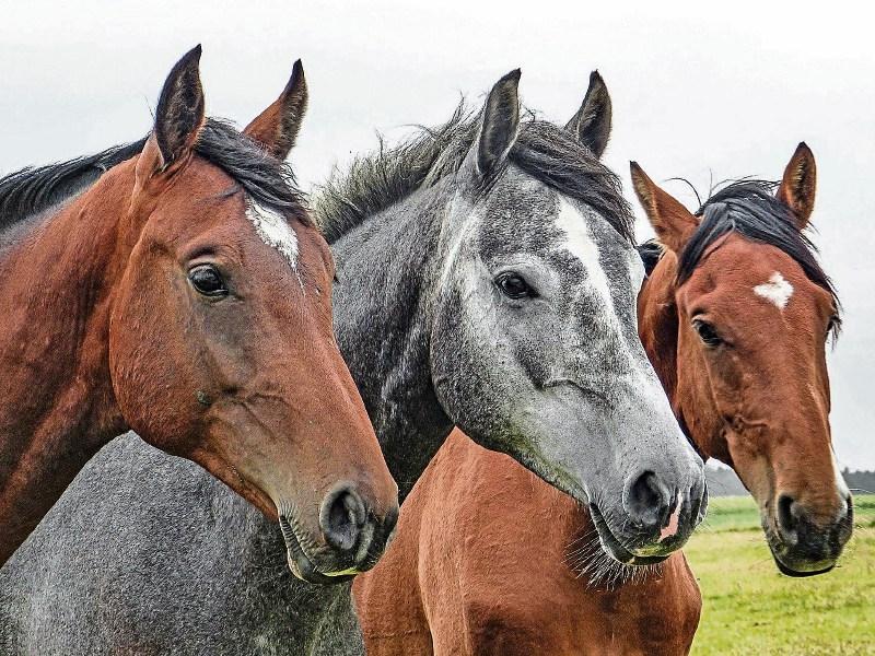 Kildare horse trails proposal is left behind in the starting stalls