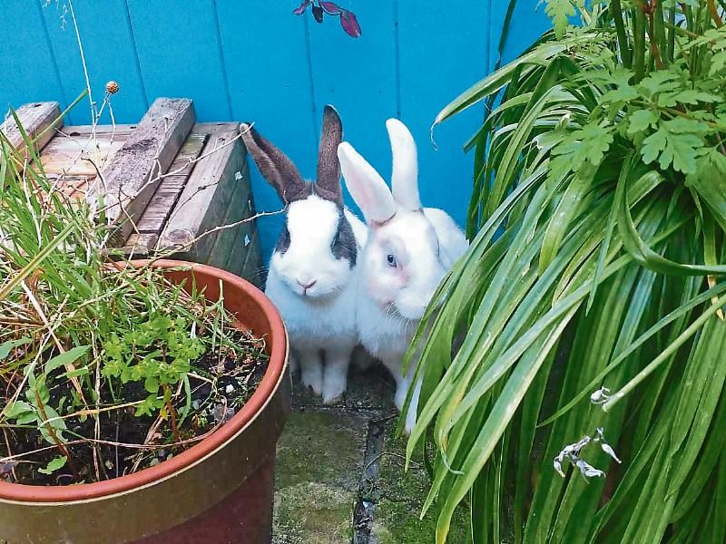 KWWSPCA: Rescue rabbits and kittens who need a home