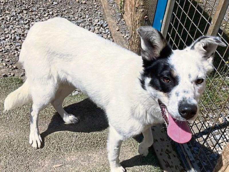 KWWSPCA: Wildlife needs your help in hot weather