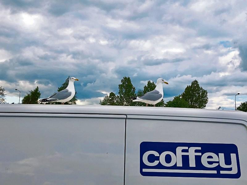 The mystery of the rise of seagull numbers in land-locked Kildare 