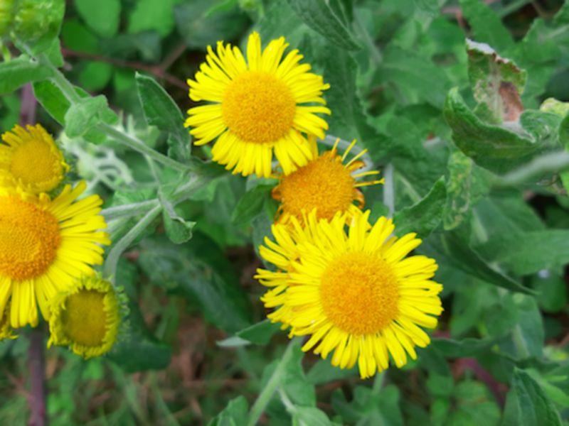 Kildare's Wildlife Watch: The pretty plant that can smoke out fleas!