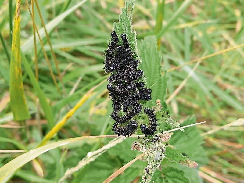 Kildare's Wildlife Watch: A tale about nettles — without the sting!