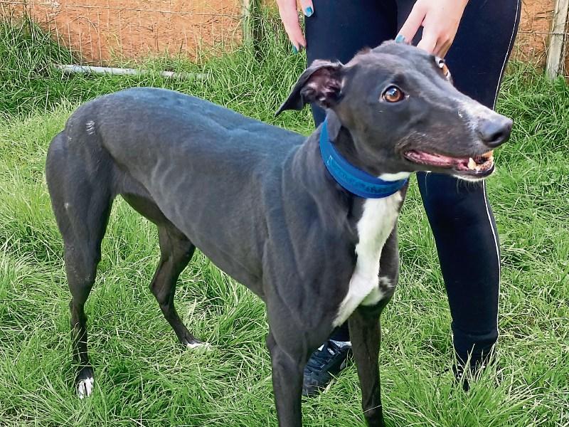 KWWSPCA: Beautiful greyhounds need a home
