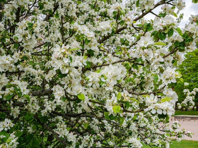 Gardening with Jo: September and October are pivotal gardening months