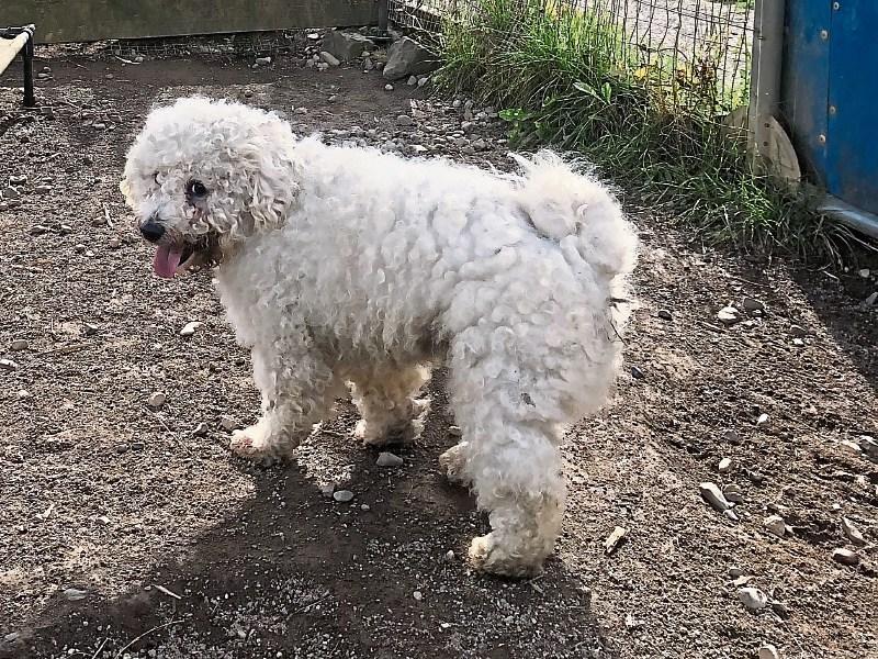 KWWSPCA: A fantastic glow-up for bichon frise Curley