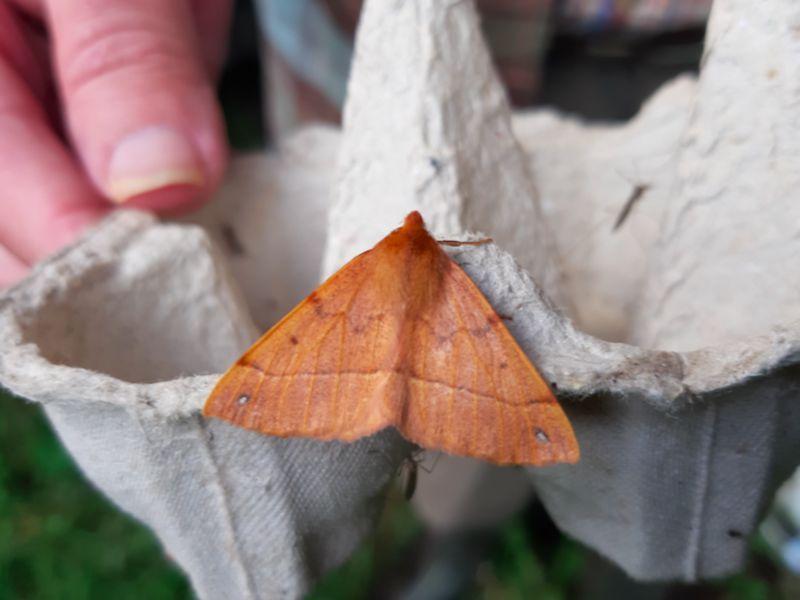 Kildare's Wildlife Watch: The autumn flight of the Feather Thorn moth