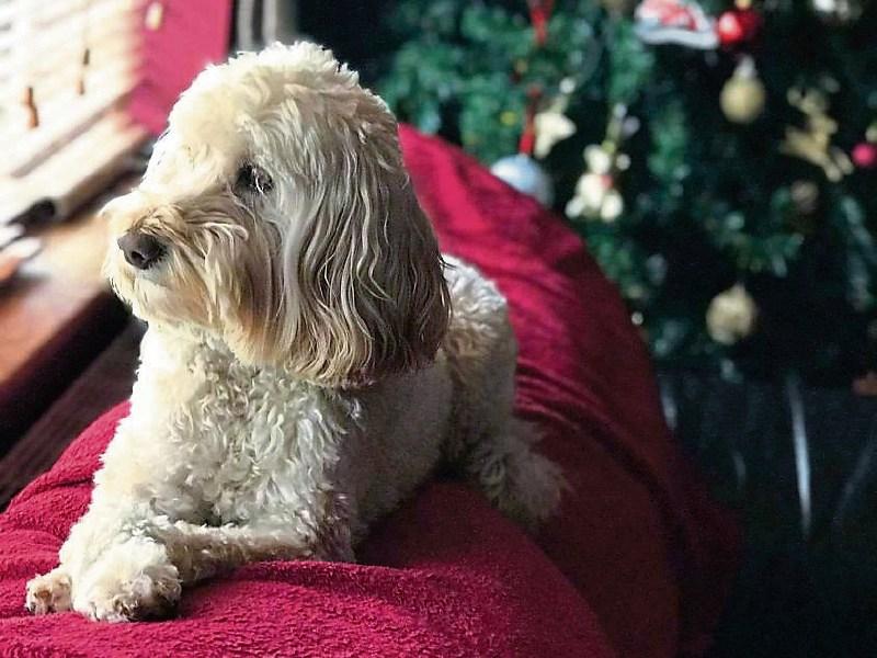 Kildare Pet Rescue Help us when you Christmas shop Kildare Live