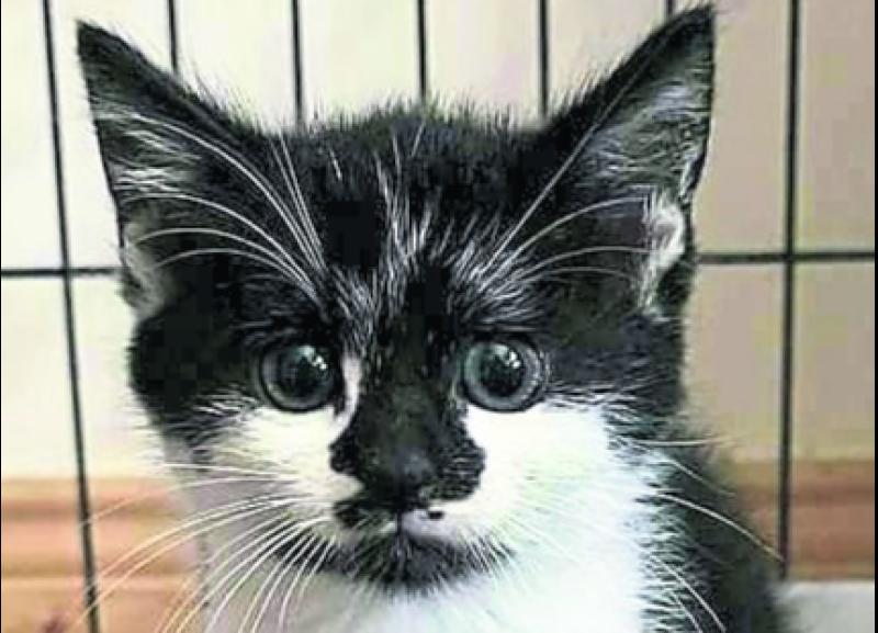 KILDARE ANIMALS IN NEED: Little Puzzle is looking for a home