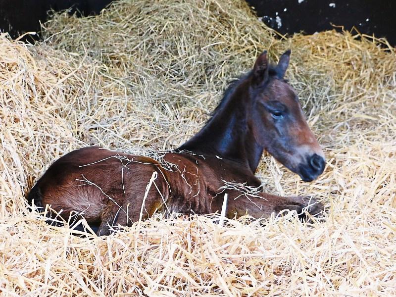 150 new foals at Kildare's National Stud
