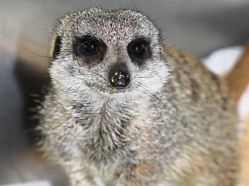 Meerkat the latest unusual arrival at Kildare Animal Foundation shelter