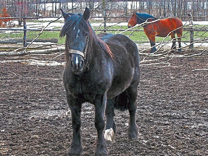 New horse bye-laws slammed by Kildare councillor