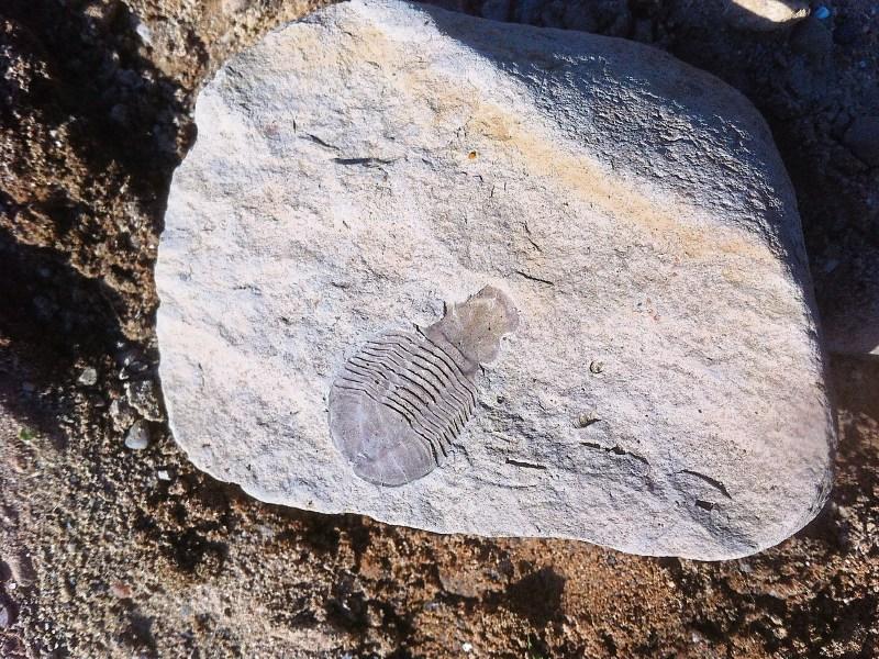 350 million year old fossil found on the Curragh