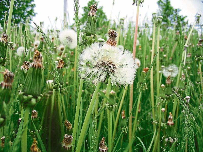 The weeds of Newbridge are safe