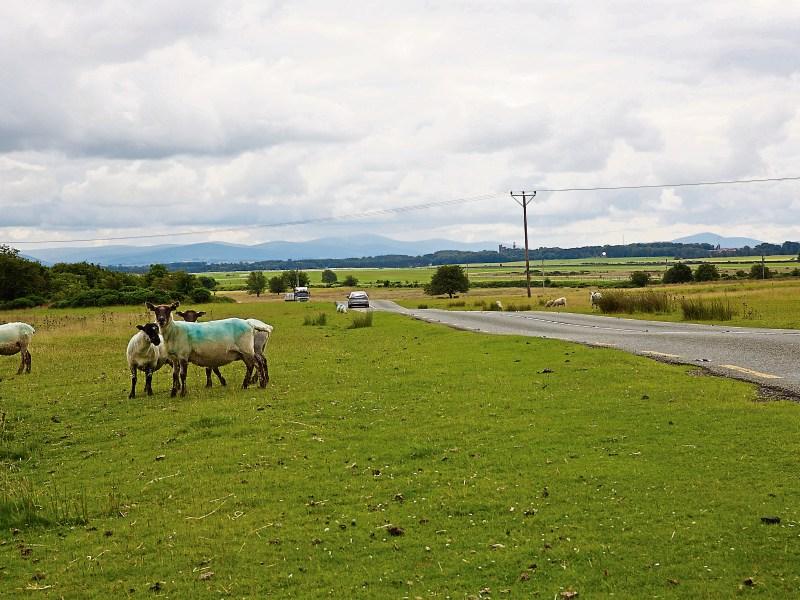 It's up to all of us to protect the Curragh plains