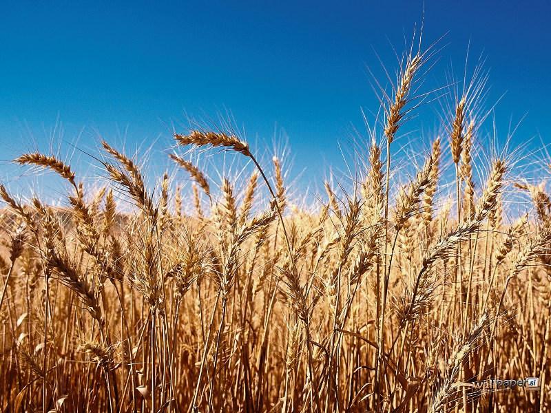 Kildare Minister and Senator both welcome government's €70 million agrifood investment 