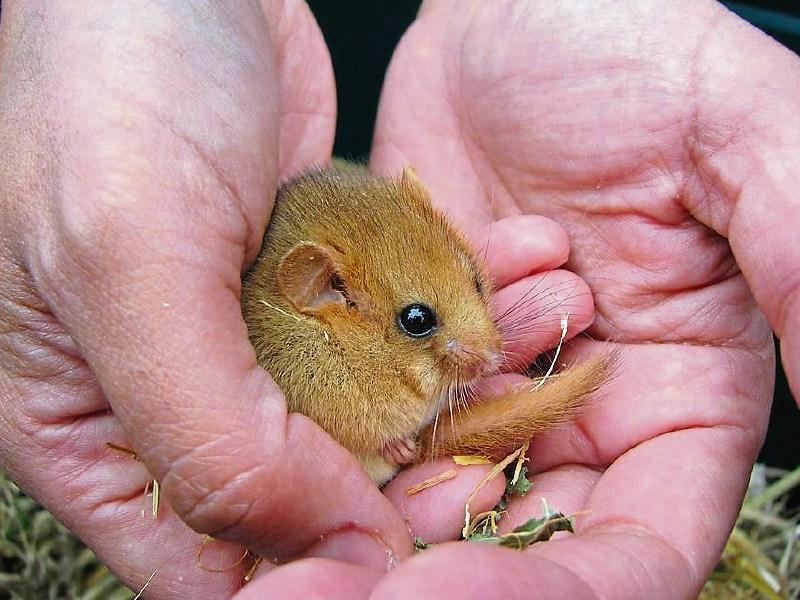 Rare Hazel Dormouse found near Naas
