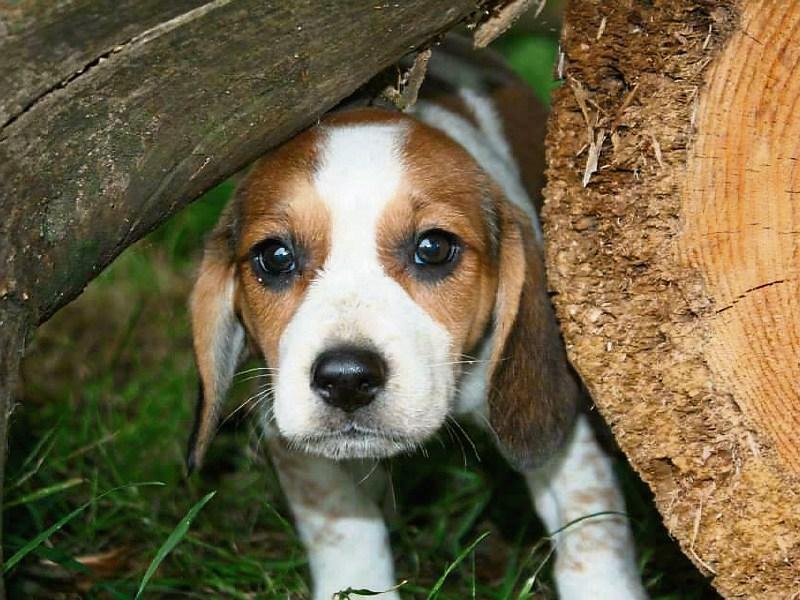 Kildare animal shelter warns: Under the tree is no place for pups