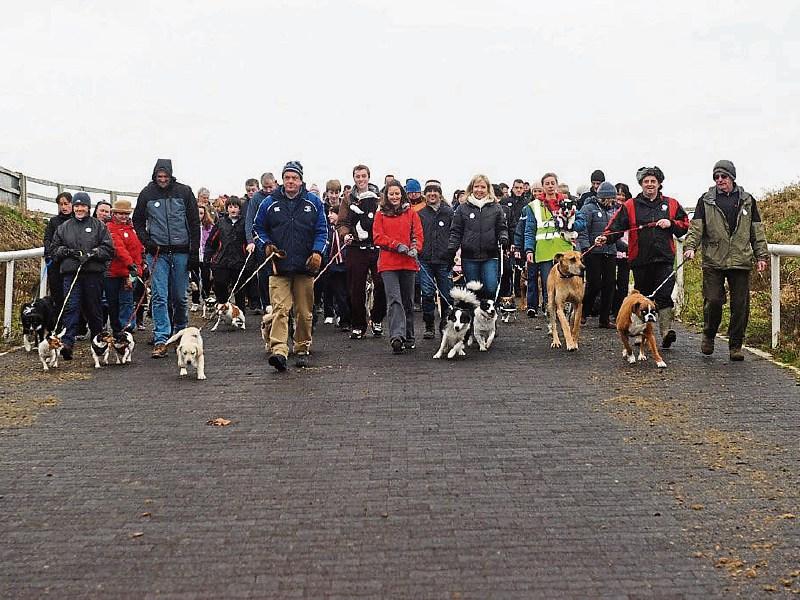 Curragh dog walk set for New Year's Day