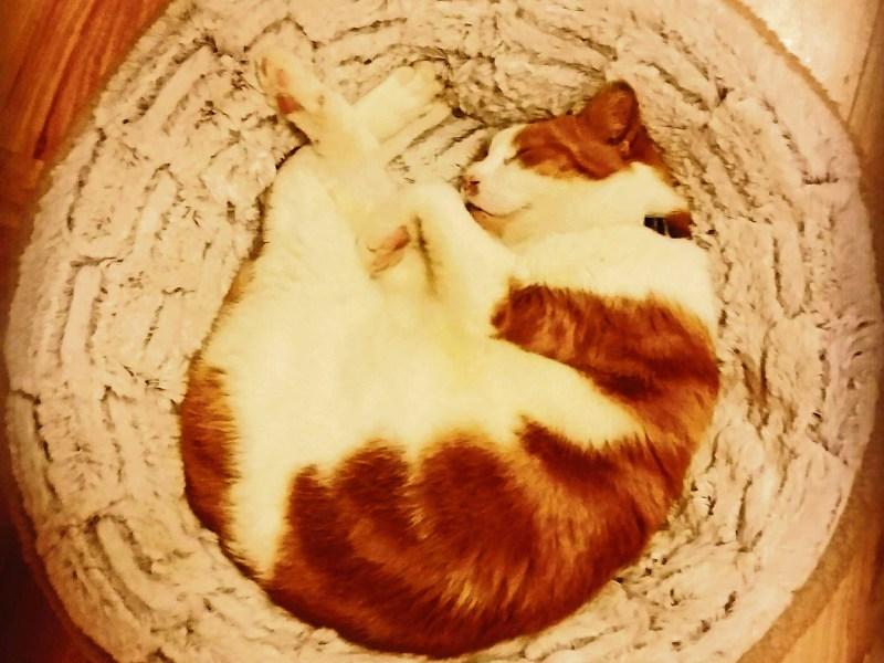 Heartwarming festive rescue tales and tails from Kildare Animal Foundation