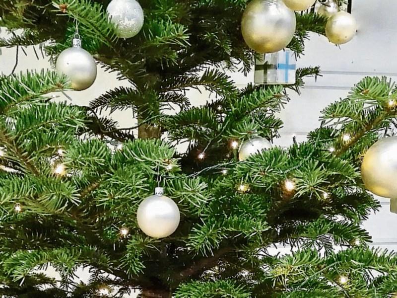 Christmas tree recycling in Kildare Kildare Live