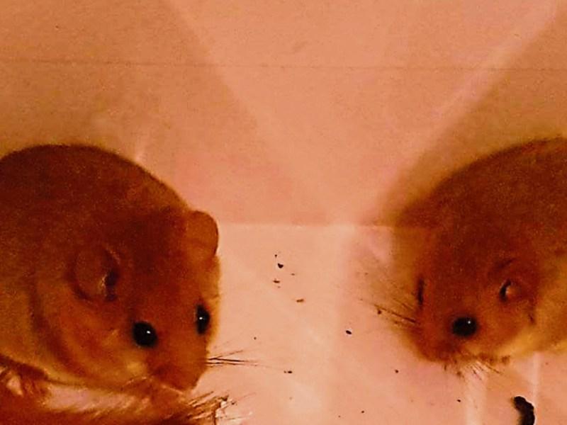 Double dormouse delight as rare creatures found in Ballymore Eustace