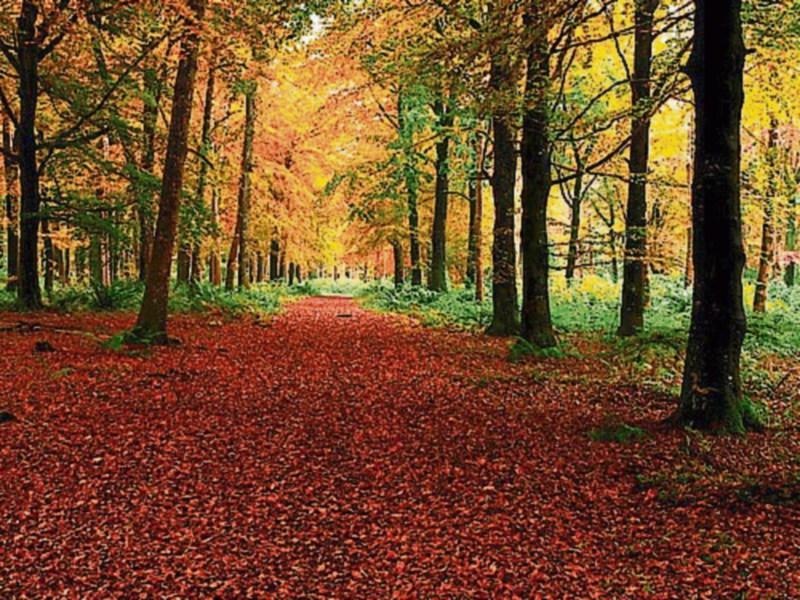Donadea Forest parking concerns resonate with locals