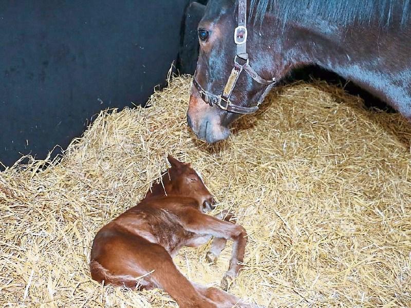 Irish National Stud celebrates first foal of 2017