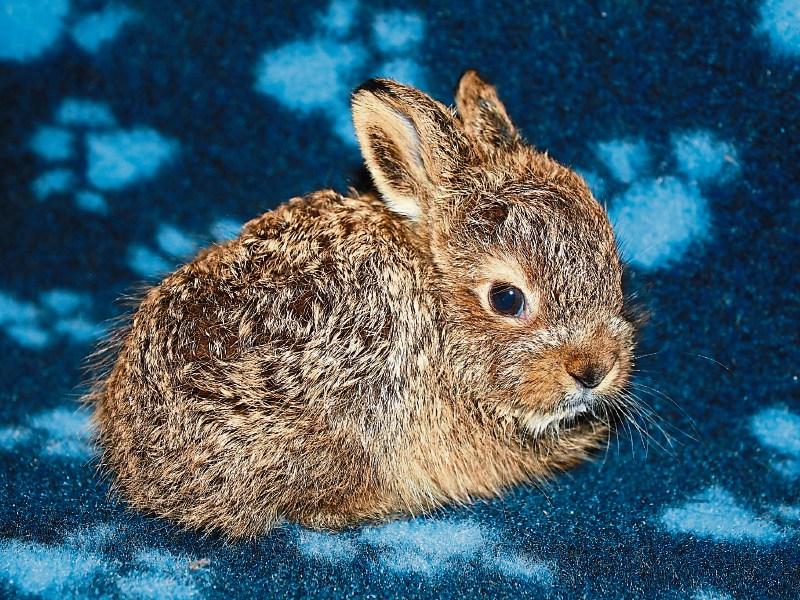 Volunteers needed at Kildare Animal Foundation shelter Kildare Live