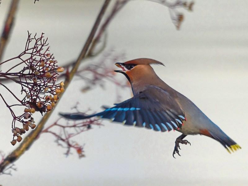 Rare birds come flocking to Kildare