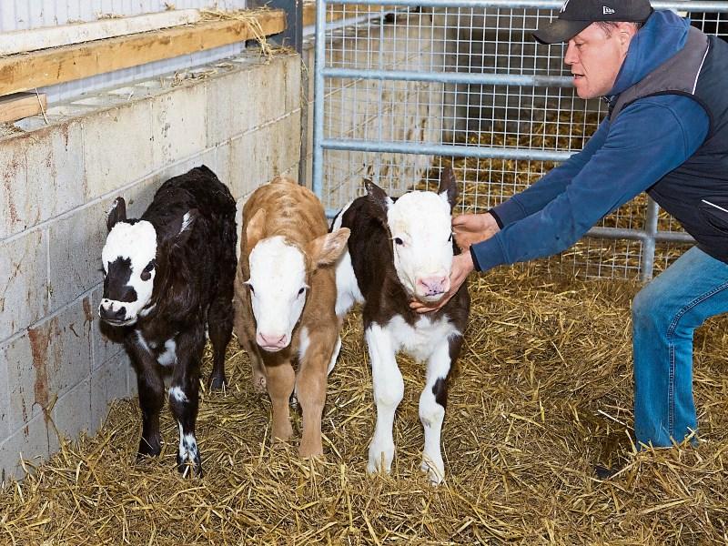 Kildare footballer's cow gives birth to one-in-a-million triplet calves