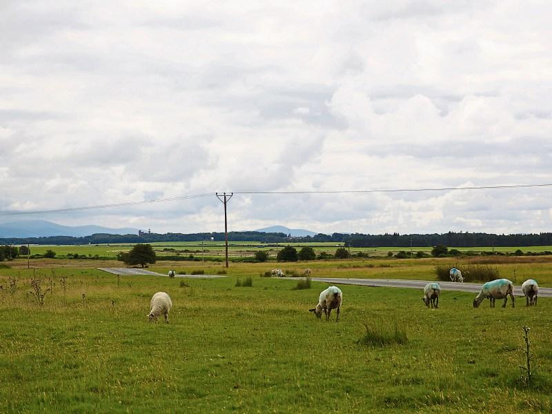 Warning to Curragh walkers as cars broken into