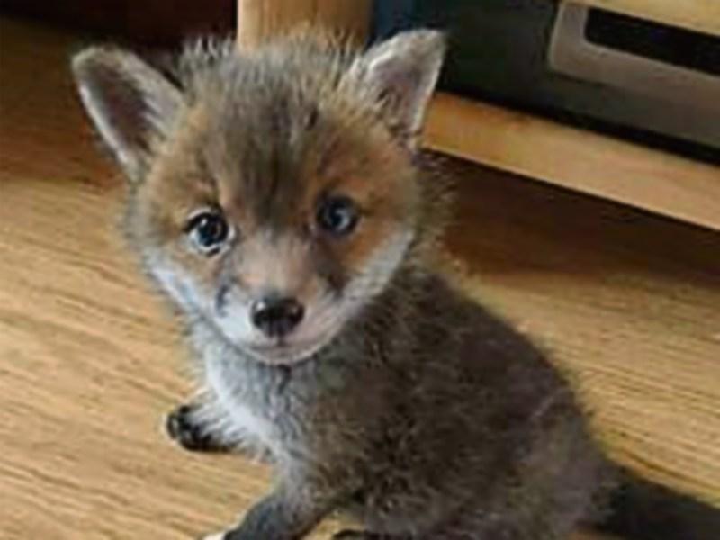 Pair of fox cubs rescued from derelict house doing well at Kildare animal foundation