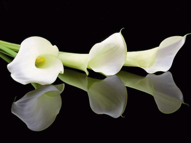 Deaths in Kildare, April 28, 2017 