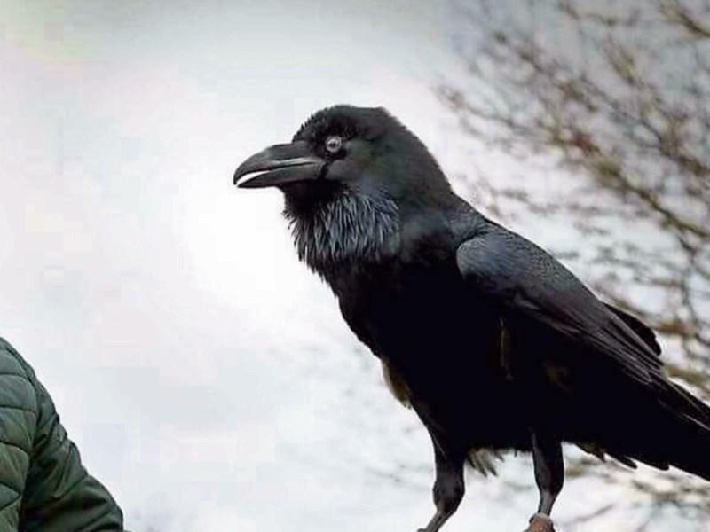 Celebrate Kildare Biodiversity Week with bird of prey exhbition