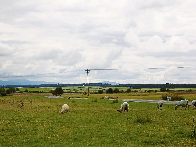 The Curragh should be our Burren or Titanic quarter